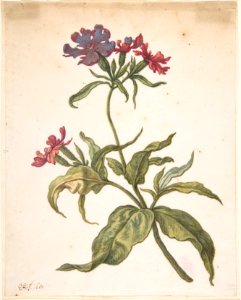 Study of a red catchfly (Lychnis hirsuta) MET DP800676