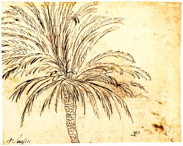Study of a Palm Tree (recto); Mountain Landscape (verso) MET Fig98