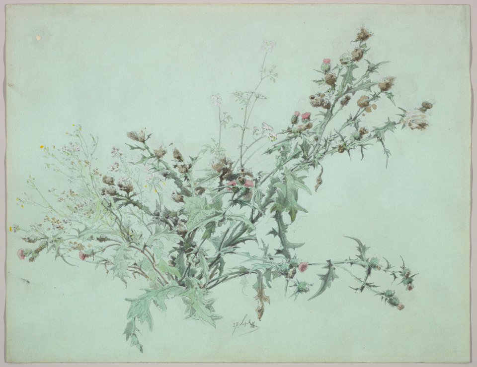 Study of a Flowering Thistle MET DP827697
