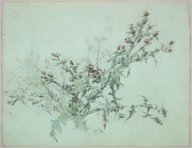 Study of a Flowering Thistle MET DP827697