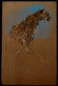 Study of a Jaguar MET DT4924