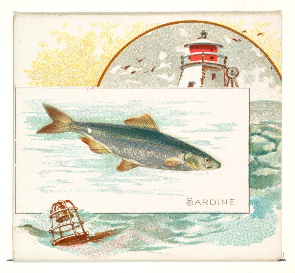 Sardine, from Fish from American Waters series (N39) for Allen & Ginter Cigarettes MET DP839109