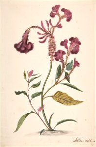 Study of a Hanekam (Celosia argentea) MET DP800851