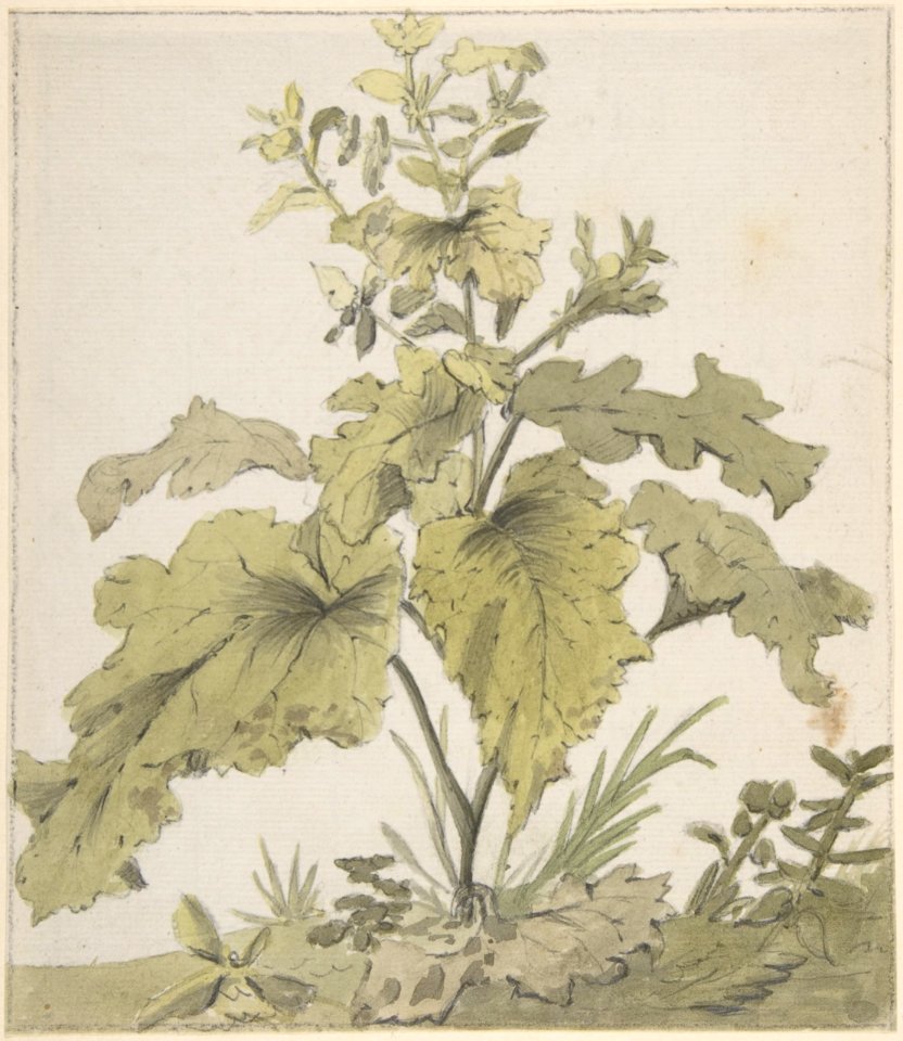 Study of a Plant MET DP803724