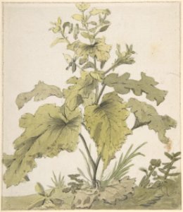 Study of a Plant MET DP803724