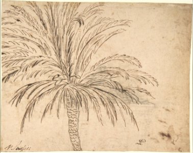 Study of a Palm Tree (recto); Mountain Landscape (verso) MET DP807958