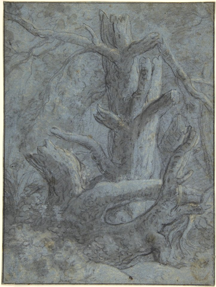 Study of a Blasted Tree Trunk and Branches MET DP801463