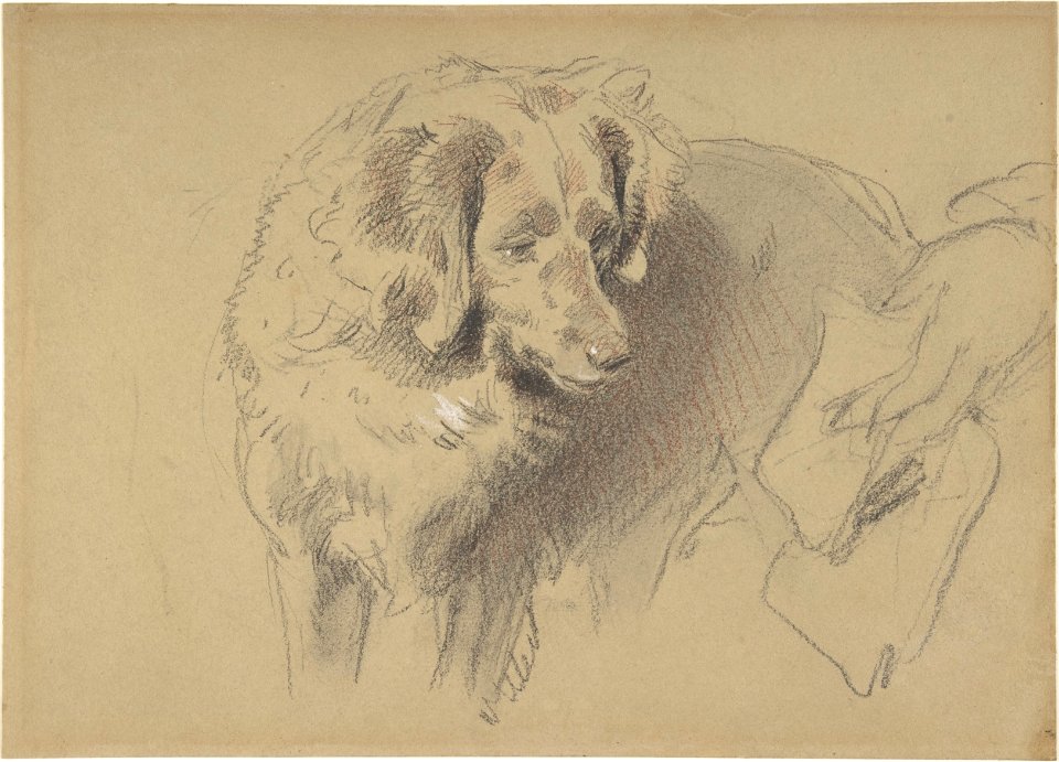 Study of a Dog MET DP804683