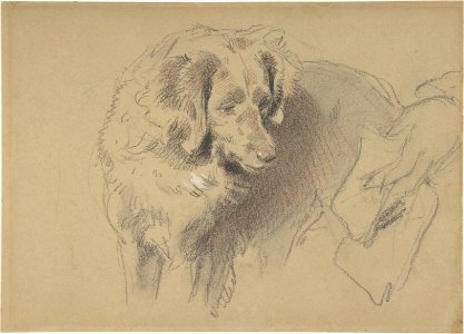 Study of a Dog MET DP804683