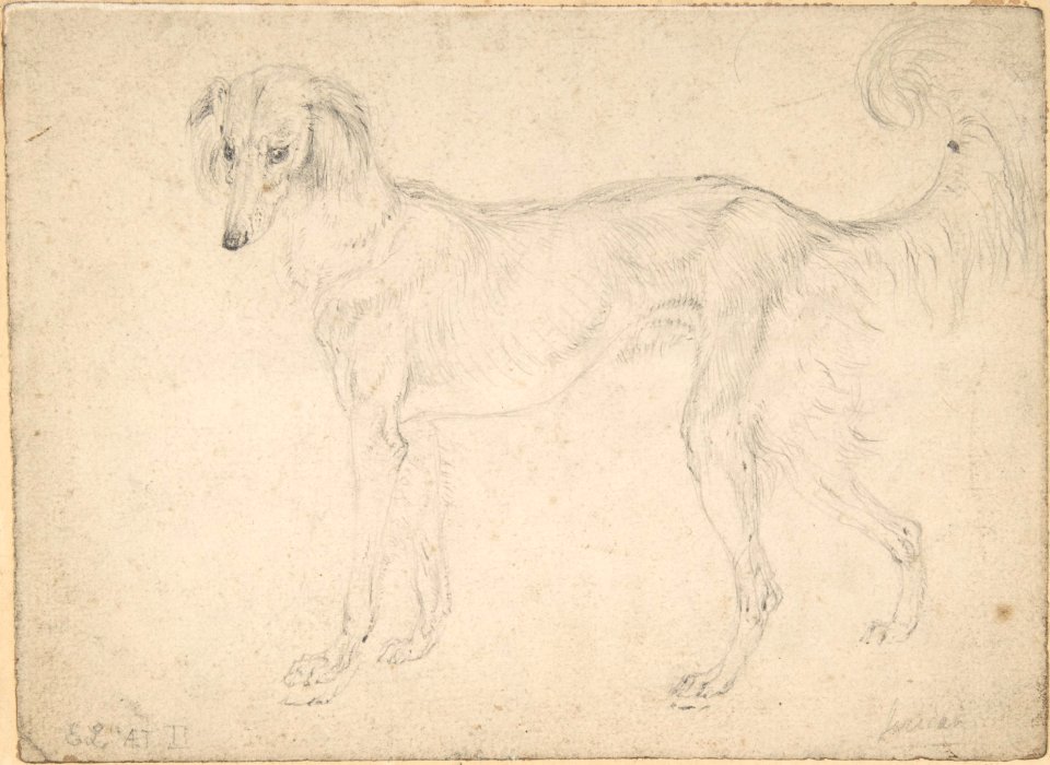 Study of a Dog Facing Left MET DP804686