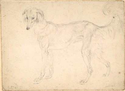 Study of a Dog Facing Left MET DP804686