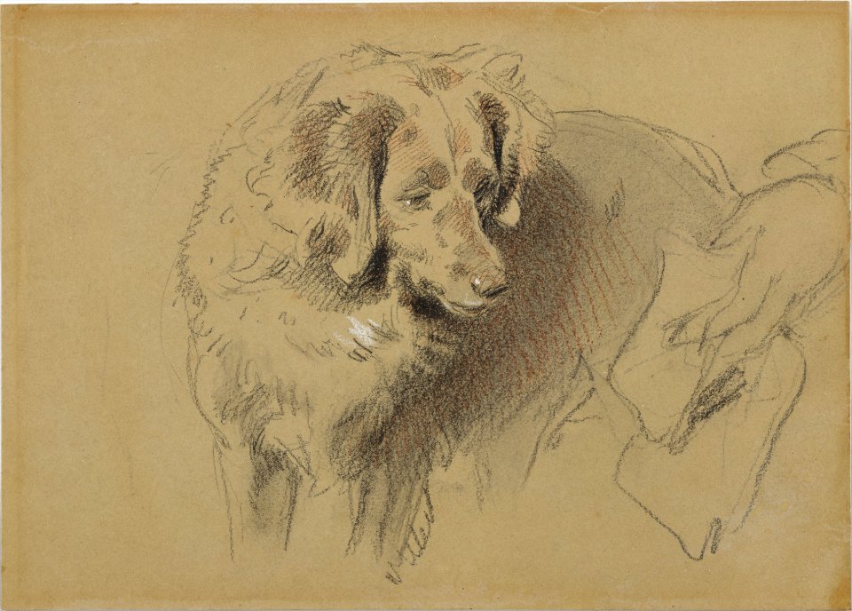 Study of a Dog MET DT9830