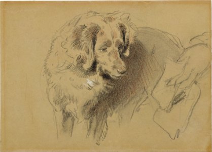 Study of a Dog MET DT9830