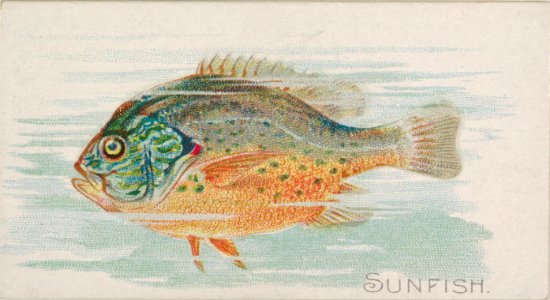 Sunfish, from the Fish from American Waters series (N8) for Allen & Ginter Cigarettes Brands MET DP830728
