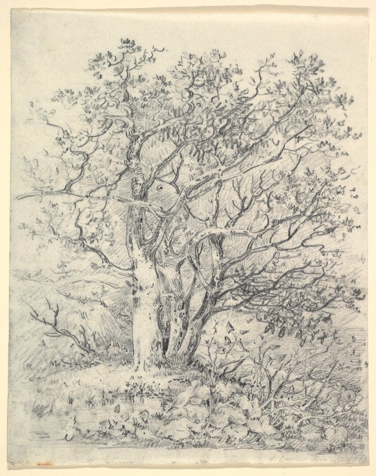 Study for Three Trees MET DP822053