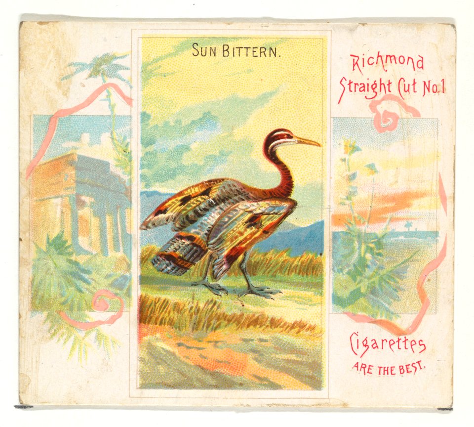Sun Bittern, from Birds of the Tropics series (N38) for Allen & Ginter Cigarettes MET DP839049