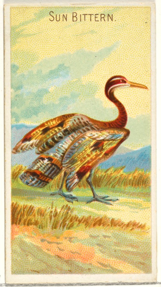 Sun Bittern, from the Birds of the Tropics series (N5) for Allen & Ginter Cigarettes Brands MET DP829161