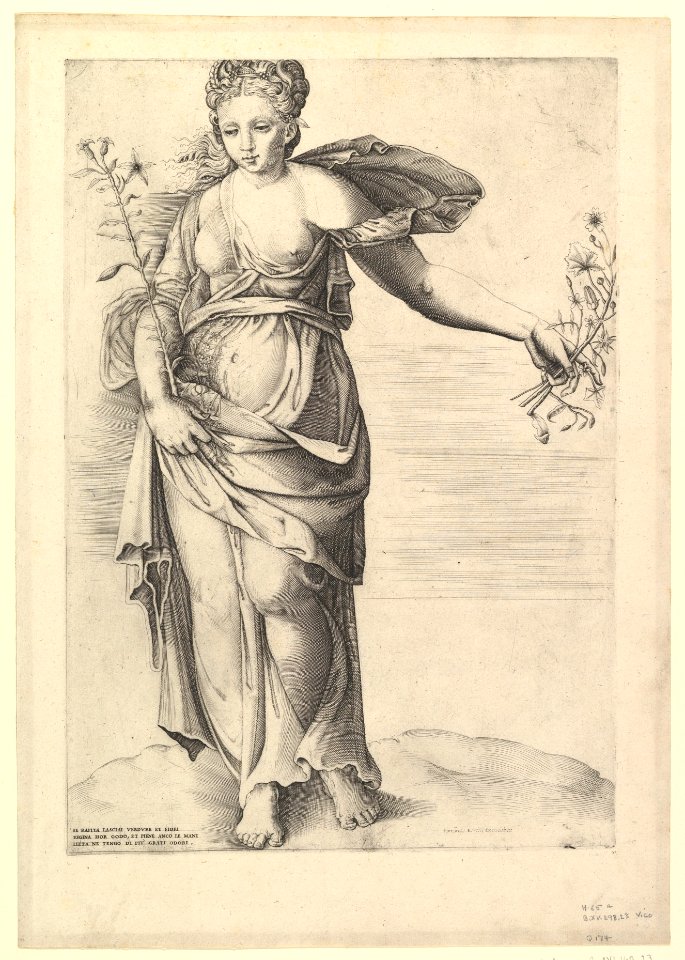 Speculum Romanae Magnificentiae- Flora MET DP820880