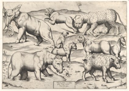 Speculum Romanae Magnificentiae- Wild Animals, from antique wall paintings, plate 2 MET DP870313