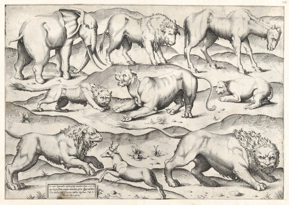 Speculum Romanae Magnificentiae- Wild Animals, from antique wall paintings, plate 1 MET DP870309