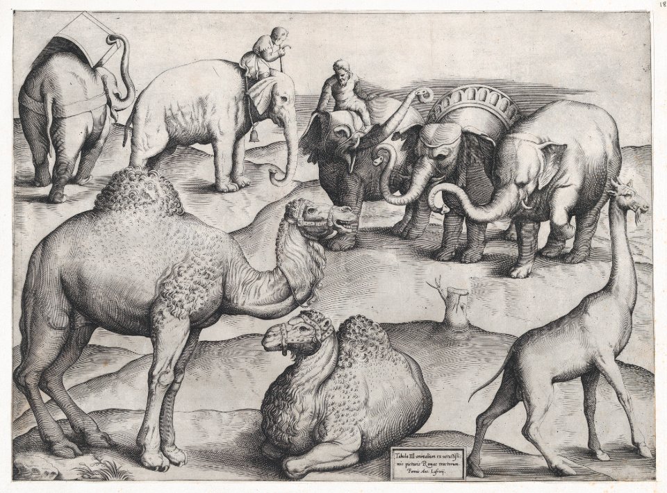 Speculum Romanae Magnificentiae- Wild Animals, from antique wall ...