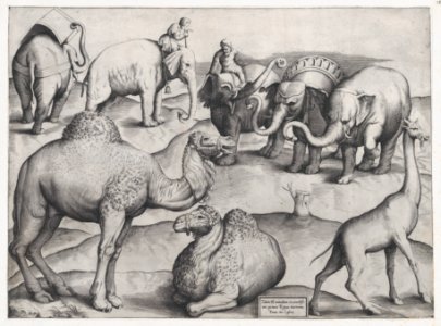 Speculum Romanae Magnificentiae- Wild Animals, from antique wall paintings, plate 3 MET DP870555
