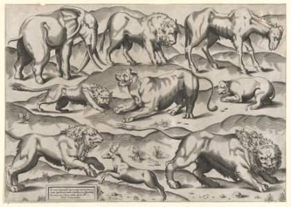 Speculum Romanae Magnificentiae- Wild Animals, from antique wall paintings, plate 1 MET DP870311