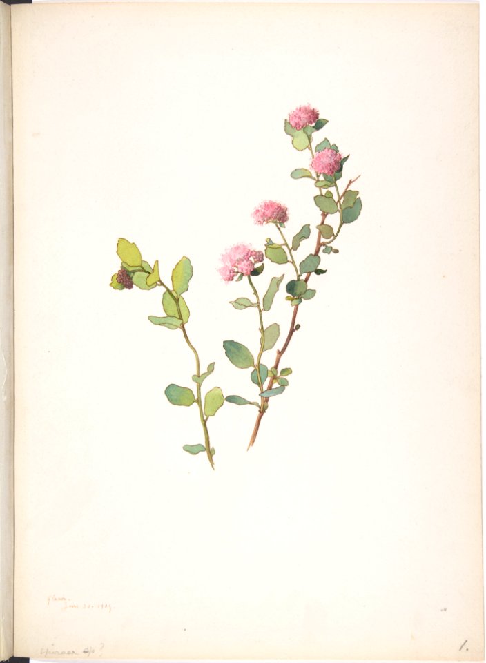Spiraea MET DP808525