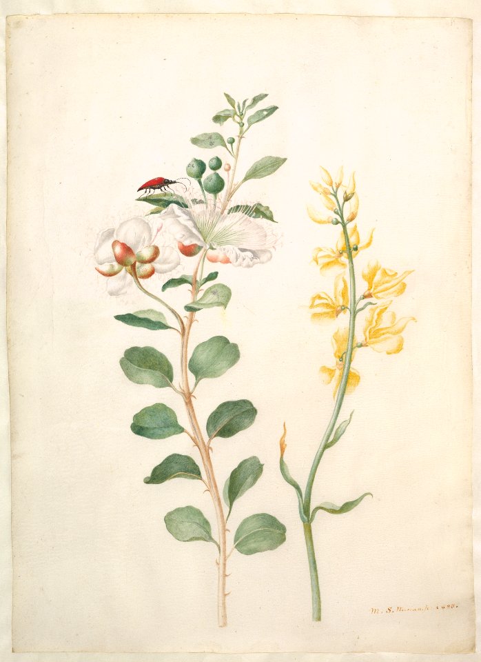 Study of Capers, Gorse, and a Beetle MET DP822404