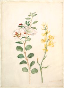 Study of Capers, Gorse, and a Beetle MET DP822404