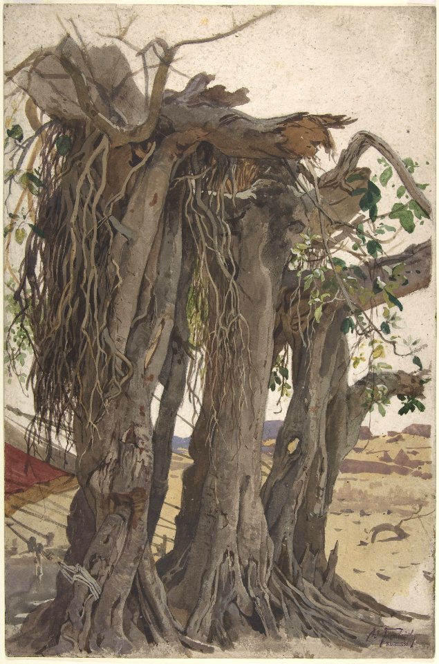 Study of a Stump with Aerial Roots MET DP807670