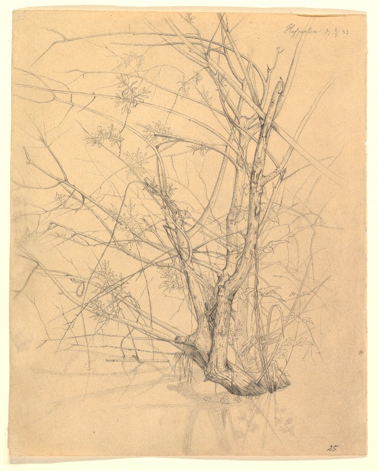 Study of a Tree Standing in Water in the Düsseldorf Hofgarten; verso- Studies of Plants MET DP820492