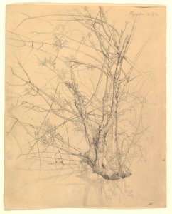 Study of a Tree Standing in Water in the Düsseldorf Hofgarten; verso- Studies of Plants MET DP820492