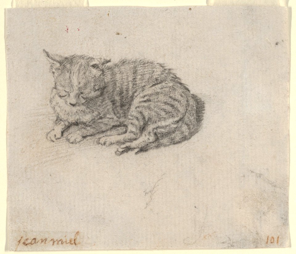 Study of a Sleeping Cat MET DP837794 ff