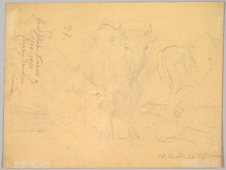 Study of a Willowherb; verso- Study of Two Cows MET DP827691