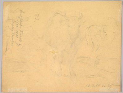Study of a Willowherb; verso- Study of Two Cows MET DP827691