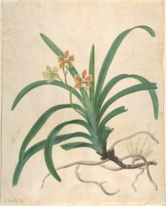 Study of an Orchid, "Vanda Roxburgia" MET DP806036