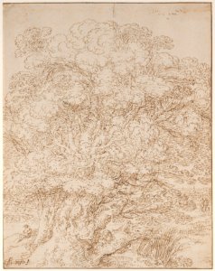 Study of an Old Tree MET DP167193