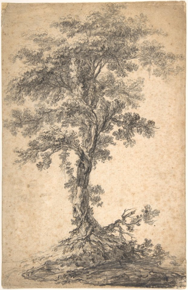 Study of a Tree MET DP807922
