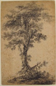 Study of a Tree MET 60.142.5