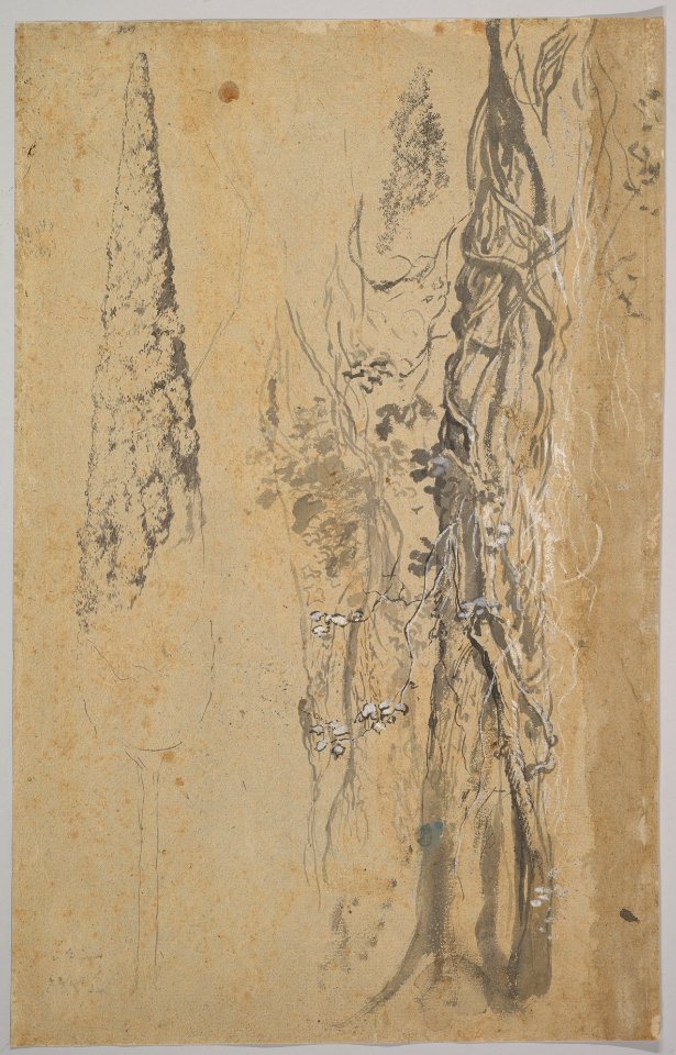Study of Overgrown Trees; verso- Study of a Cypress and Two Overgrown Trees MET DP822406