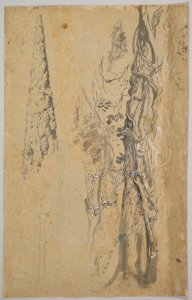 Study of Overgrown Trees; verso- Study of a Cypress and Two Overgrown Trees MET DP822406