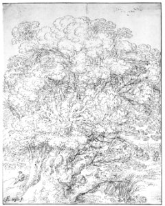 Study of an Old Tree MET 051.1r1 99L