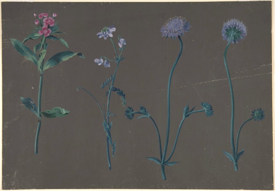 Study of Three Flowers MET DP803680