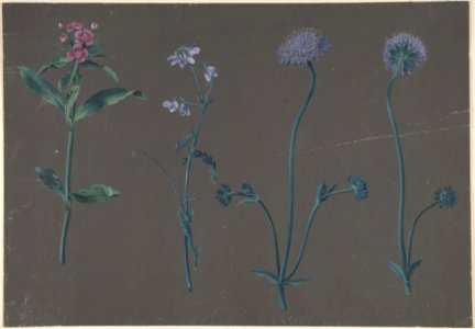 Study of Three Flowers MET DP803680