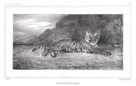 Study of a Tiger MET DP874146
