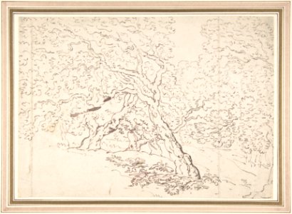 Study of trees MET DP805045
