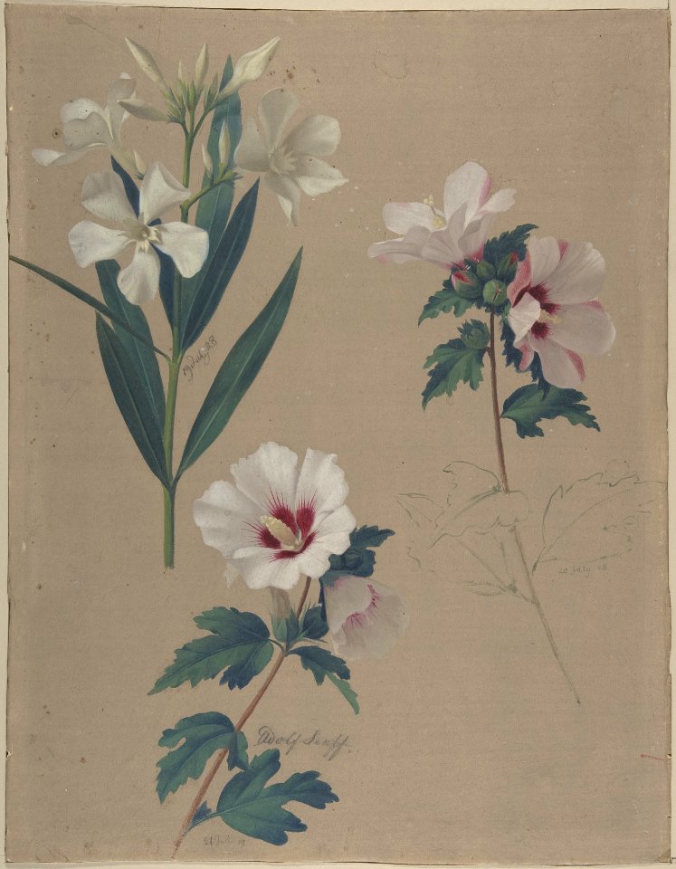 Study of Hibiscus Plants MET DP804389