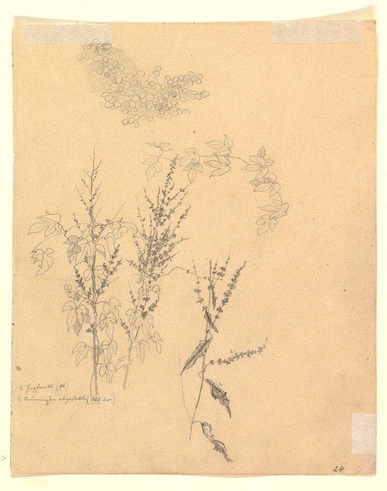 Study of a Tree Standing in Water in the Düsseldorf Hofgarten; verso- Studies of Plants MET DP820493
