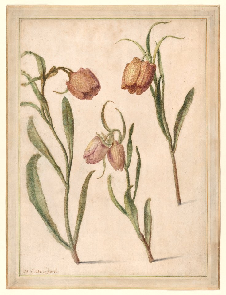 Study of Three Fritillaries Met DP887761